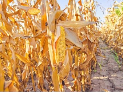 1 557 kg! Hebei Quzhou dosiahol nový prielom v demonštrácii technológie plytk...